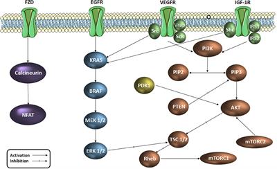 Design, Synthesis and Biological Activity Evaluation of S-Substituted 1H-5-Mercapto-1,2,4-Triazole Derivatives as Antiproliferative Agents in Colorectal Cancer